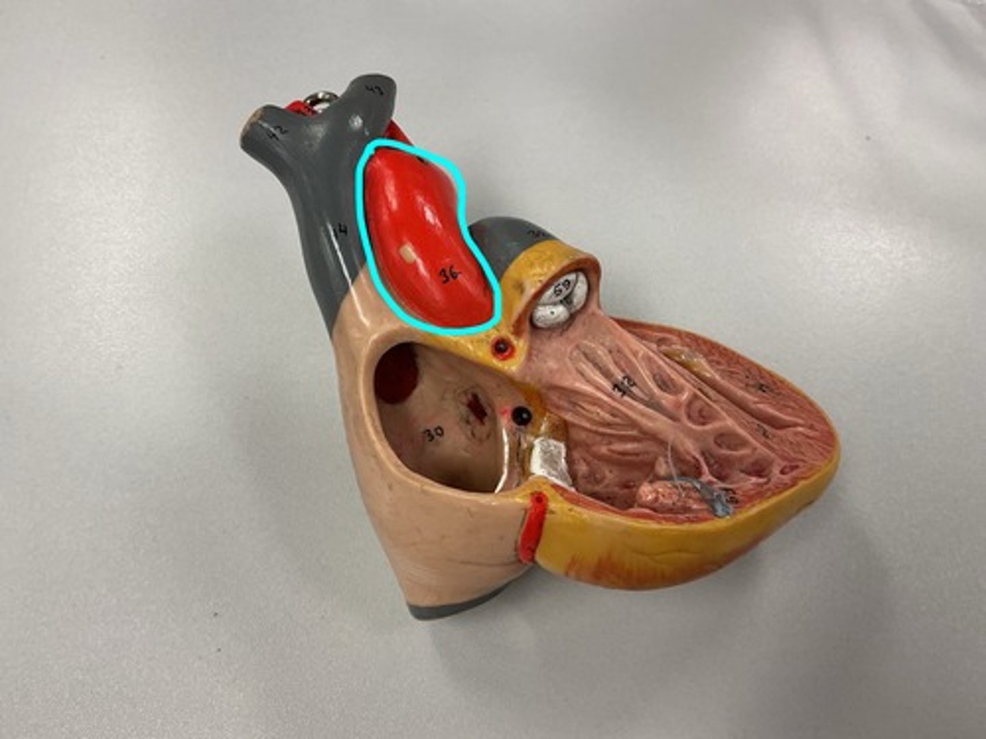 knowt flashcard image