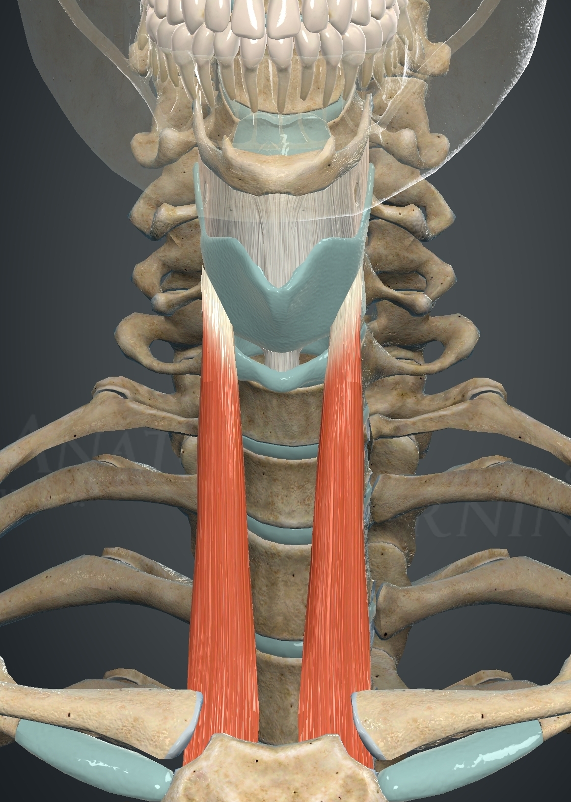 <p>What muscle is this?</p>