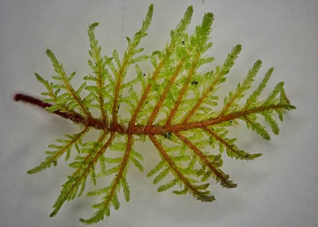 <p>Moss spp </p>