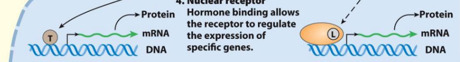 <p>Hormone binding allows the receptor to regulate the expression of specific genes</p>