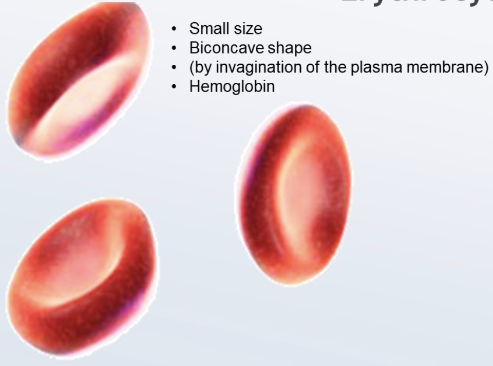 <ul><li><p>small size to allow them to flow in capillaries</p></li><li><p>biconcave shape to increase surface area</p></li><li><p>contain hemoglobin to carry oxygen as oxyhemoglobin</p></li></ul><p></p>