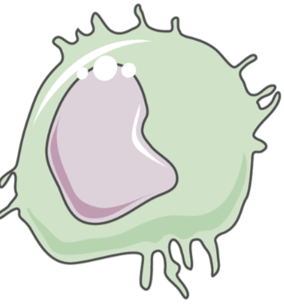 <ul><li><p>phagocytes that patrol the body to find, engulf, and destroy pathogens</p></li><li><p>can either take up residence in a specific tissue or move freely/patrol throughout a larger area of tissues</p></li><li><p>contribute to tissue repair and present antigens to other immune cells such as T cells</p></li><li><p>become activated after phagocytosing pathogens or in response to cytokine signalling </p></li></ul><p></p>