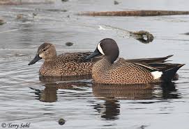 <p>What bird is this?</p>