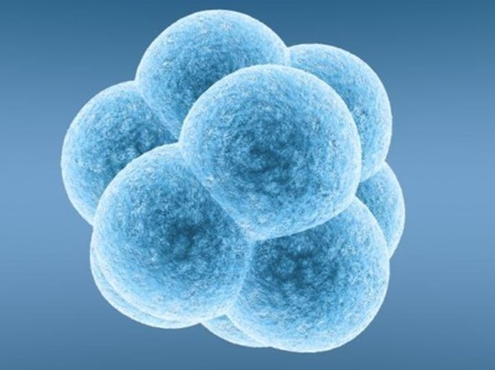 <p>Pluripotent stem cells derived from the inner cell mass of a blastocyst, an early-stage pre-implantation embryo (4/5 days)</p>