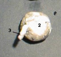 <p>3</p>