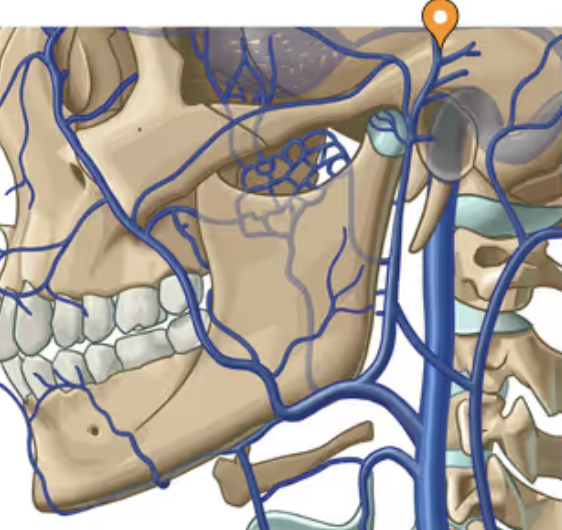 <p>drains blood from temporal region</p>