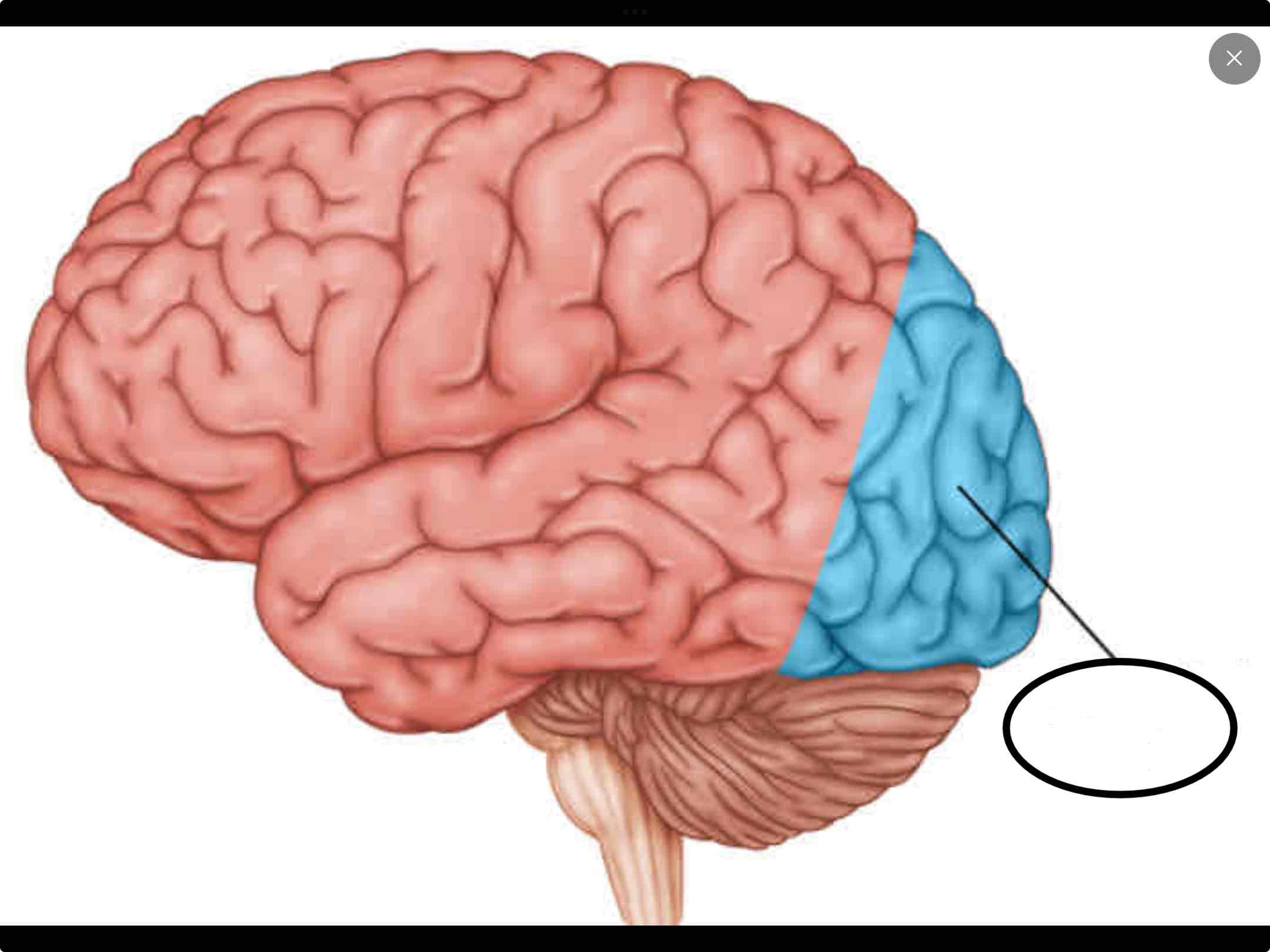 <p><span>relating to or situated in the back of the head</span></p>