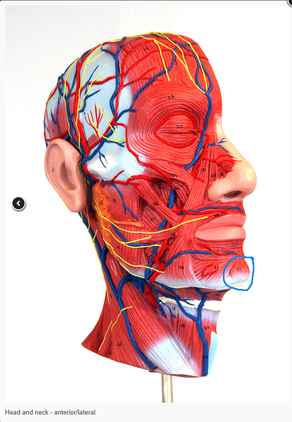 <p>What is the Action of the Muscle circled? [41]</p>