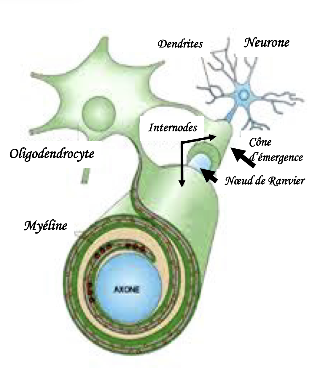 <p>-chq prolongement d’oligodendrocyte forme un repli qui entoure un axone (chq oligodendrocyte fait plusieurs segments de myéline à la fois)</p><p>-la myélinisation commence au niv du code d’émergence de l’axone</p><p>-la gaine de myéline est discontinue: formée de segments séparés par les noeuds de ranvier</p>