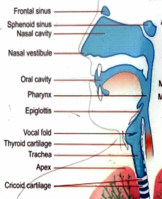 term image