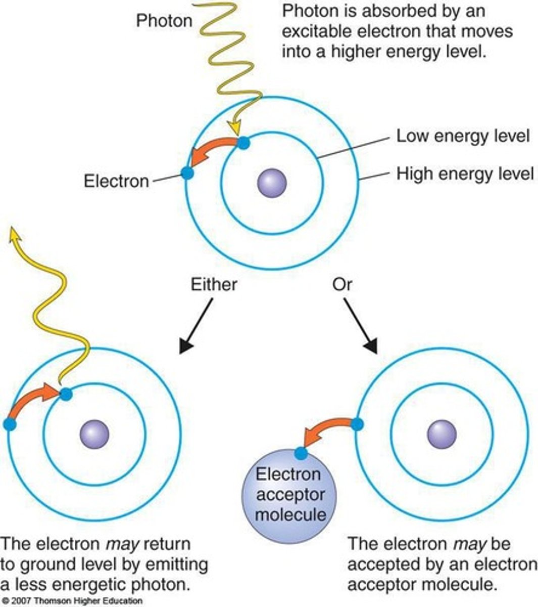 <p>It transfers energized electrons to produce NADPH and ATP.</p>