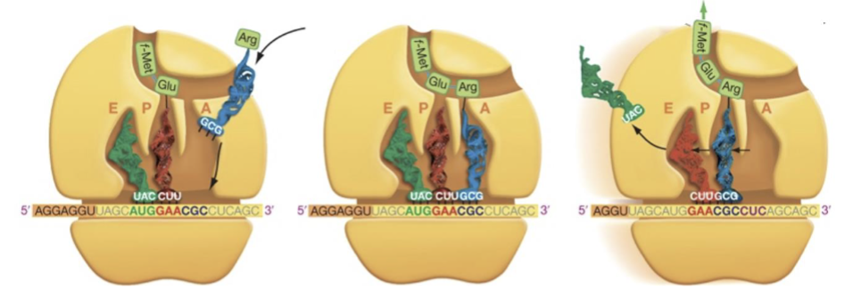 <p><span><span>Using the 5th codon in the diagram above, find the sequences for the DNA template strand corresponding to the codon and the anticodon.<br>A. DNA template: 5’-ACC-3’; Anticodon: 5’-ACC-3’<br>B. DNA template: 5’-GCT-3’; Anticodon: 5’-GCU-3’<br>C. DNA template: 5’-CCA-3’; Anticodon: 5’-CCA-3’<br>D. DNA template: 5’-TCG-3’; Anticodon: 5’-UCG-3’</span></span></p>