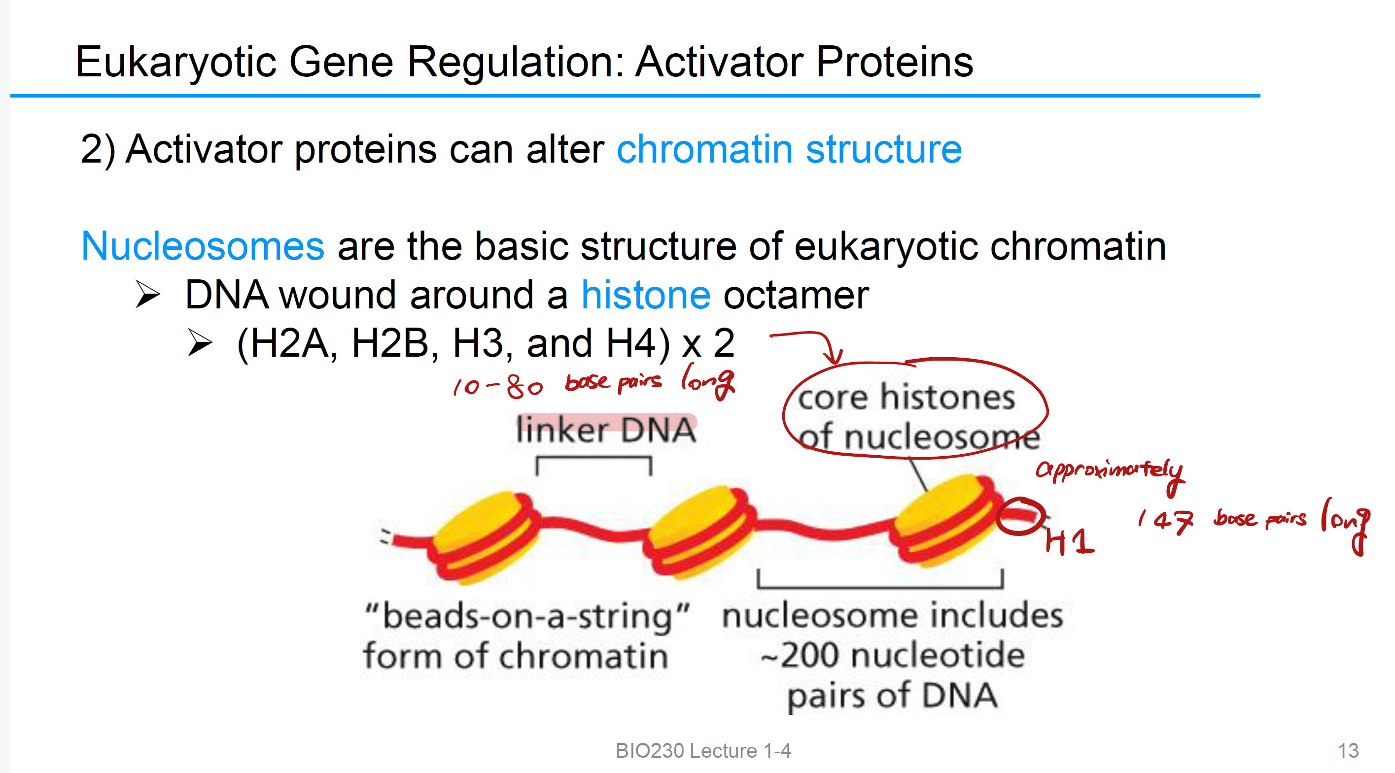 <p>改变chromatin structure&nbsp;and 增加启动子promoter accessibility</p>