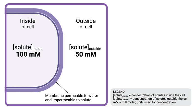 <p>The solution inside the cell is ______________ to the solution outside the cell.</p><ul><li><p><span>a. hyperosmotic</span></p></li><li><p><span>b. isosmotic</span></p></li><li><p><span>c. hypoosmotic</span></p></li></ul><p></p>