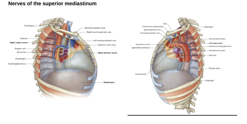 <ul><li><p>Right vagus nerve —</p><ul><li><p>Enters superior mediastinum between right brachiocephalic vein &amp; brachiocephalic trunk</p></li><li><p>Then goes down along trachea &amp; passes posterior to roof of right lung then near esophagus to arrive at diaphragm</p></li></ul></li><li><p>Left vagus nerve —</p><ul><li><p>Enters mediastinum between left brachiocephalic vein &amp; left common carotid artery</p></li><li><p>Passes posteriorly to the root of the left lung</p></li><li><p>At the level in which it crosses to the lateral side of the arch of the aorta there is the origin of the <u>laryngeal nerve</u></p></li></ul></li></ul>