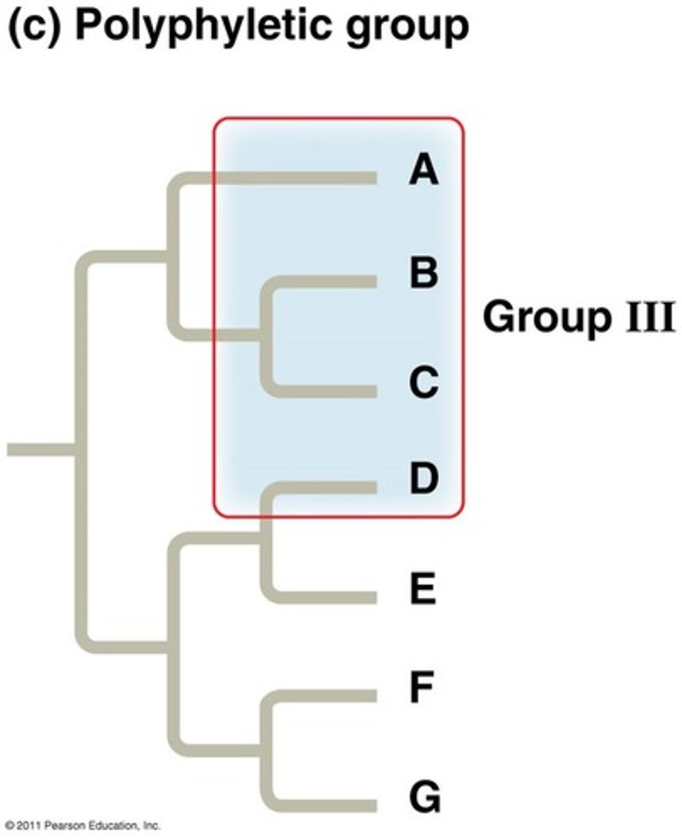 <p>defined as one that does not include the common ancestor of all members of the group</p>