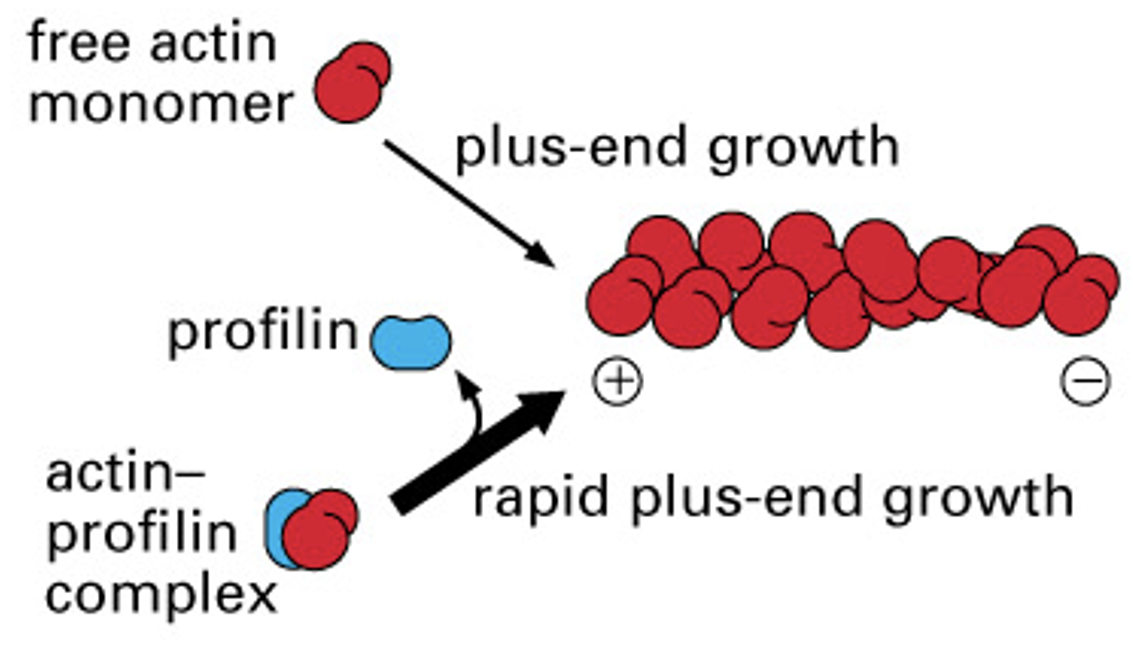 makes it more likely that actin subunit will be added to filament

* is a recruiter and will cause rapid plus end growth