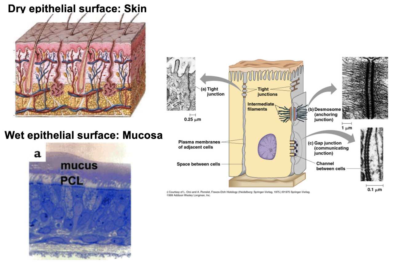 <ul><li><p><strong>Dry surfaces</strong>: skin</p></li><li><p><strong>Wet surfaces</strong>: mucosa</p></li><li><p>Epithelial cells are immune cells</p></li></ul><p></p>