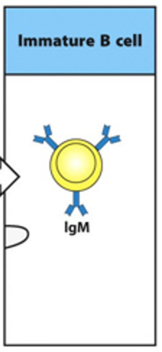 <p>- Immature B cells have a fully functional BCR</p><p>- 1st class of this BCR produced is IgM</p>