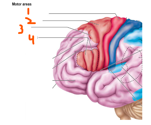 <p>Motor Areas of Cerebral Cortex:</p><ol><li><p>Primary Motor Cortex: in the ___ lobe in the ___ ___ with ___ cells for precise ___ ___ control</p></li><li><p>Premotor Cortex: in the ___ lobe for ___ motor movement</p></li><li><p>Broca’s Area: in the ___ lobe in ___ hemisphere for ___ ___</p></li><li><p>Frontal Eye Field: in the ___ lobe for ___ ___ movement</p></li></ol><p></p>
