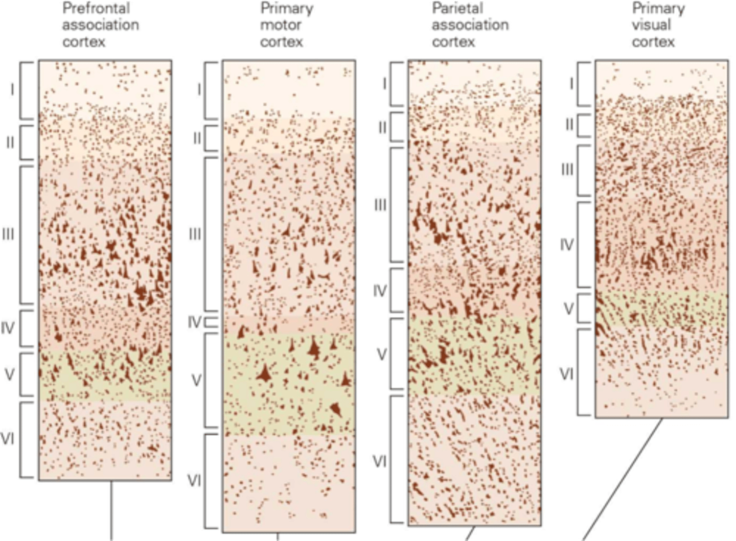 <p>Cytoarchitecture of the neocortex</p>