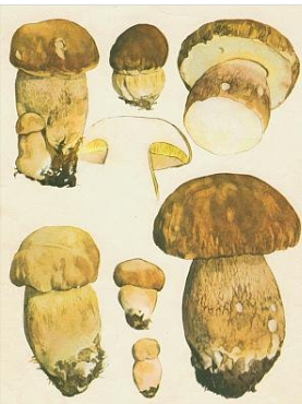 term image
