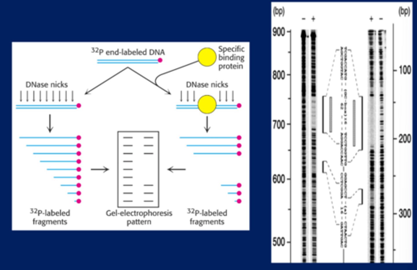 <p>Footprinting is a technique that is used to determine the DNA binding sequence of a protein</p><p>-Cut the labelled DNA with DNase which cuts it up into fragments that are labelled</p><p>-Run the cut DNA on a gel and it will make a ladder</p><p>-Add the protein that binds to the DNA and then add DNase to cut and then run this on a gel</p><p>-The part on the gel that is empty is where the protein bound to the DNA (protected DNA from being cut by DNase)</p>