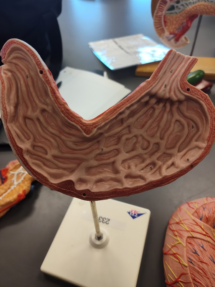 <p>pylorus</p>