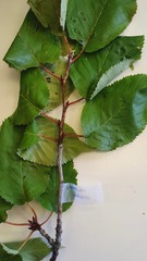 Prunus sargentii