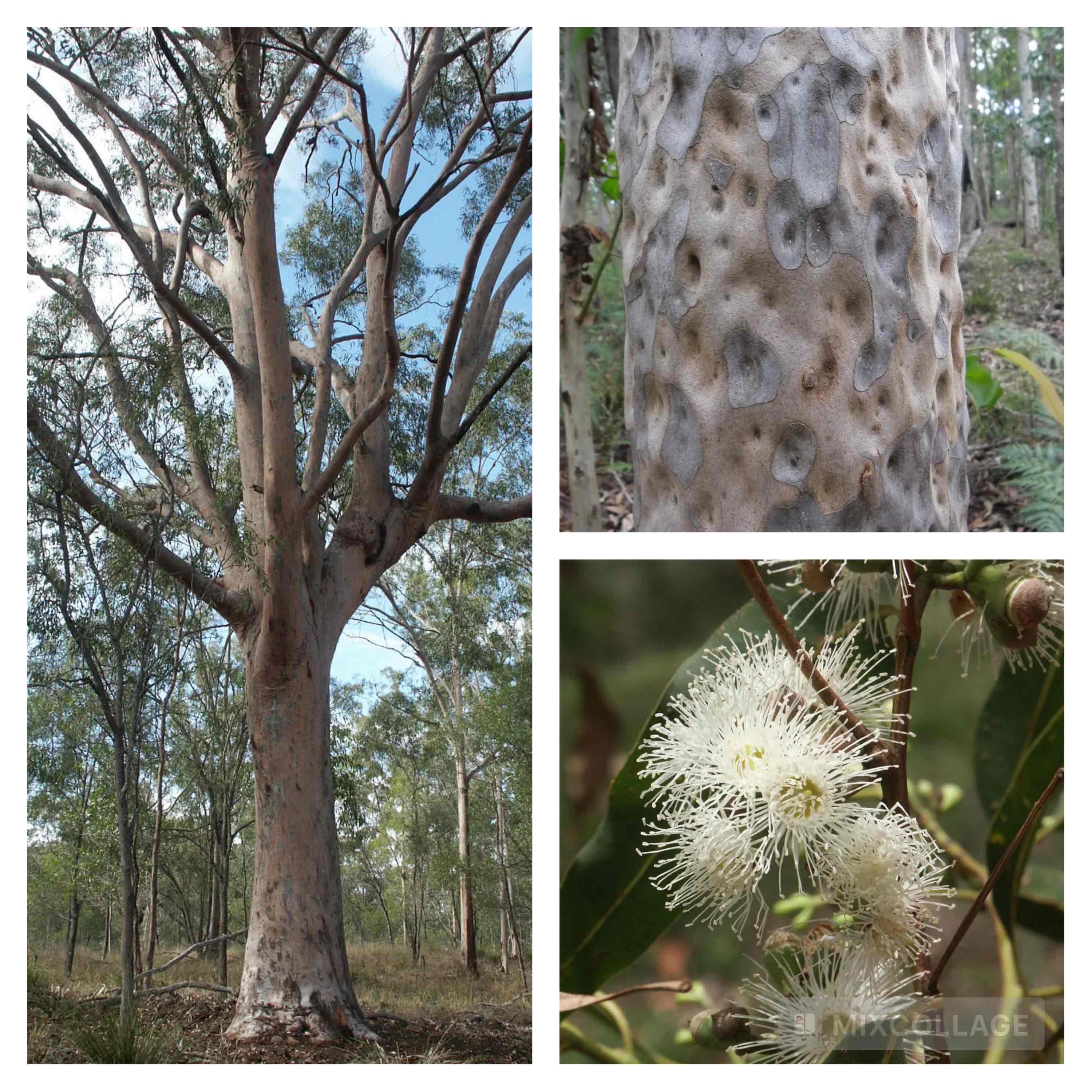 <p>Spotted gum</p>