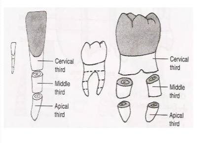 <ol><li><p>cervical third</p></li><li><p>middle third</p></li><li><p>apical third</p></li></ol><p></p>