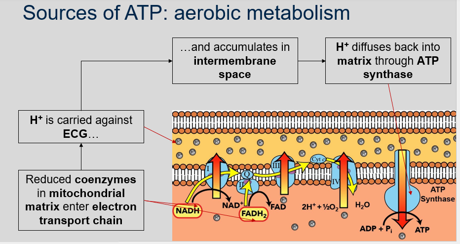 <p>Reduced coenzymes in mitochondrial matrix enter the electron transport chain. H+ is carried against ECG and accumulates in the intermembrane space where H+ diffuses back into the matrix through ATP synthase.</p>