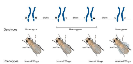<p>Genotype</p>