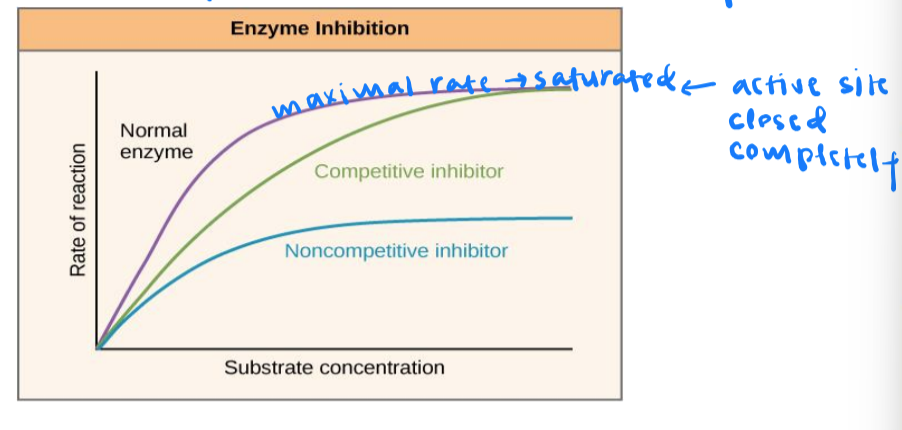 <ul><li><p>competitive inhibition slows reaction rates but does not affect the maximal rate</p></li><li><p>noncompetitive inhibition slows rates and reduces the maximal rate</p></li><li><p>maximal rate: speed of a reaction when substrate is not limited → saturation: all active sites are taken up</p></li></ul><p></p>