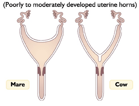 <p>-<strong>two separate uteri emptying into a common cervix</strong></p>