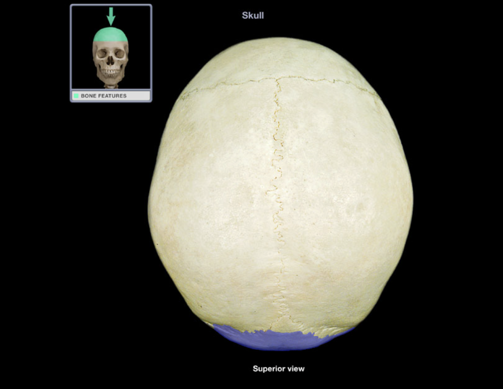 <p>Occipital bone</p>