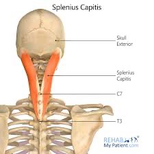 <p>splenius capitis action/function </p>
