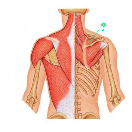 <p><span>Identify the indicated muscle</span></p>