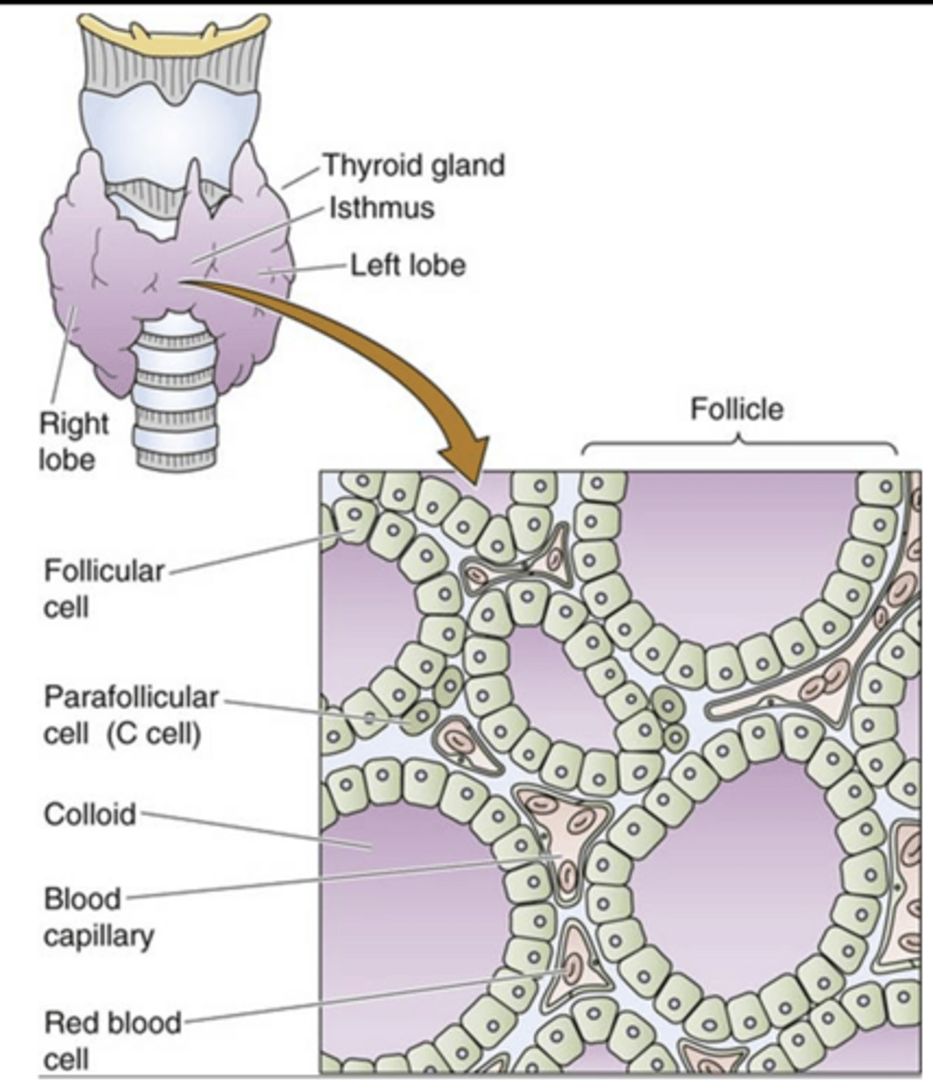 <p>TH is stored in the colloid!</p>