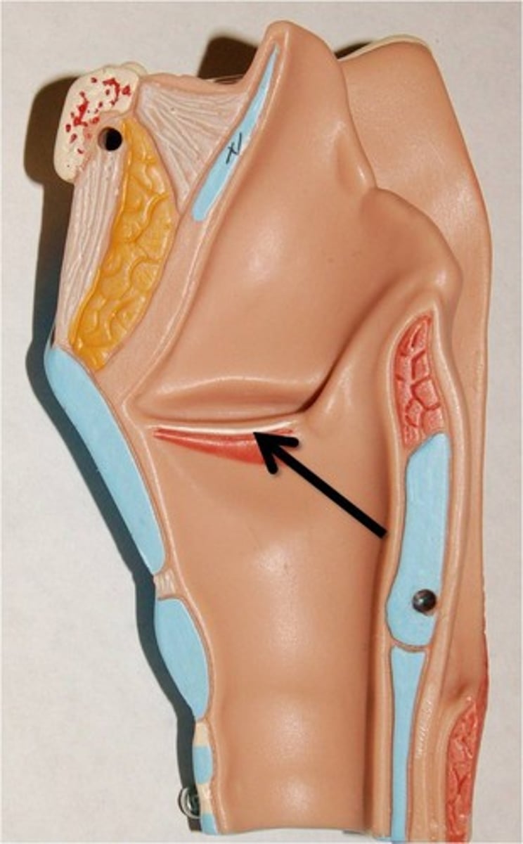 <p>name this; ligaments, which span the inside of the larynx, controlled by skeletal muscle, vibrate, and produce sounds </p>