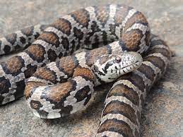 Eastern Milksnake