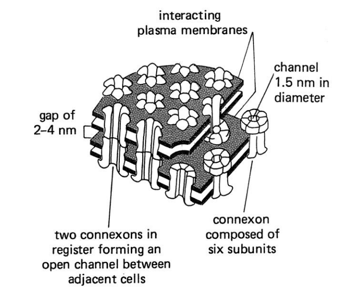 <ul><li><p>ions</p></li><li><p>small molecules of MW &lt; 2000</p></li><li><p>Other messengers:</p><p>→ cAMP, IP3 and Ca2+ </p><ul><li><p>diffuse from one cell to the next</p></li></ul></li></ul><p></p>