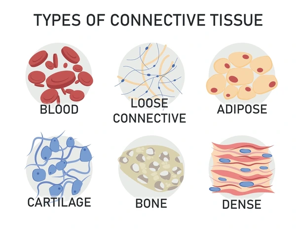 <p>Tissue that supports, protects, and binds organs; includes bone, cartilage, blood, and adipose. It also transports nutrients.</p>