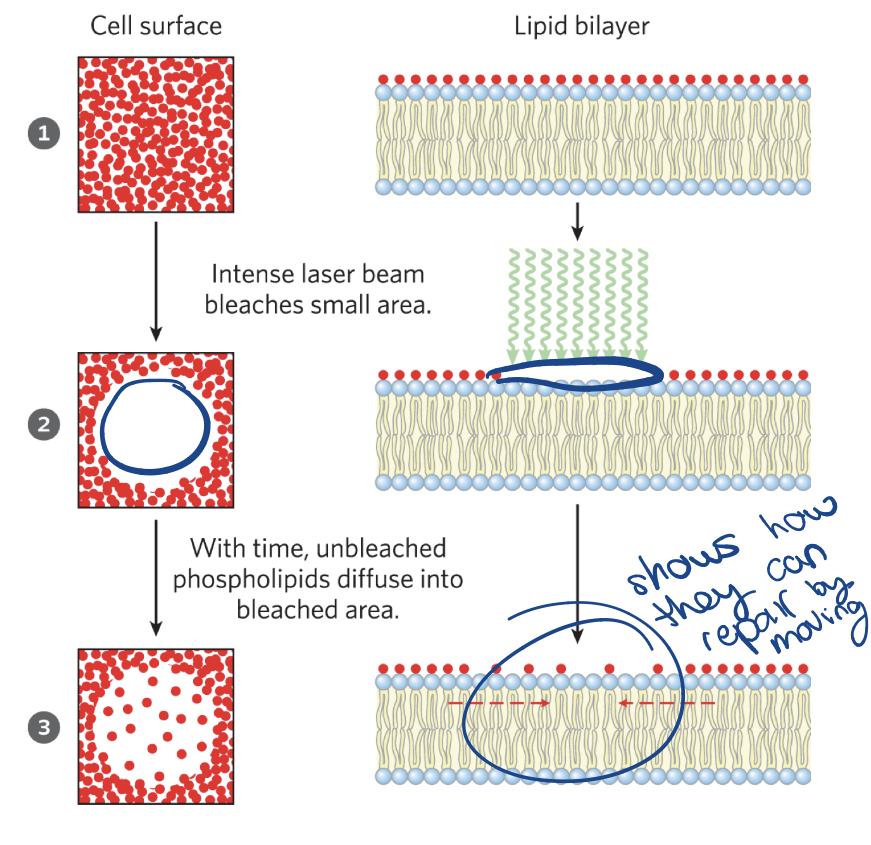 <p>fluorescence recovery after photobleaching, show how the lipids will eventually shuffle around </p>