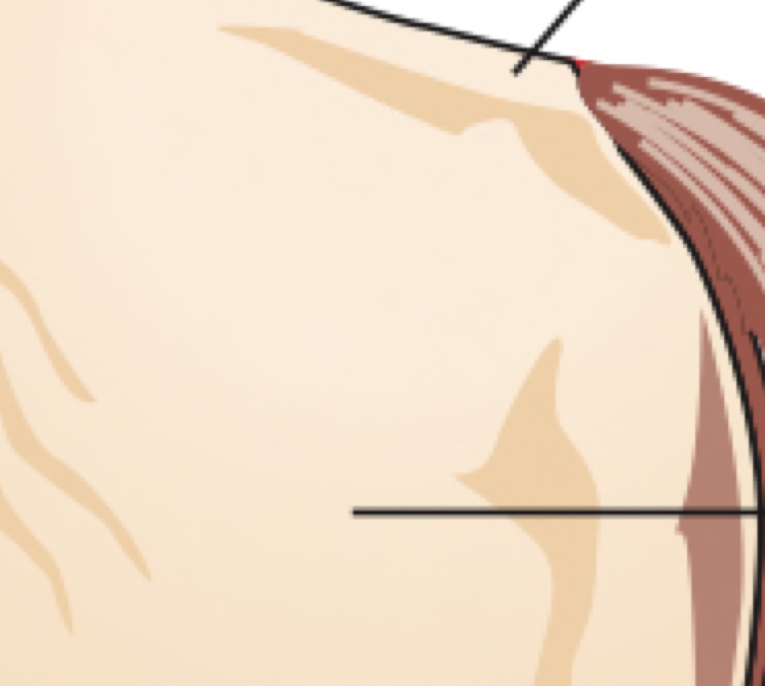 thigh