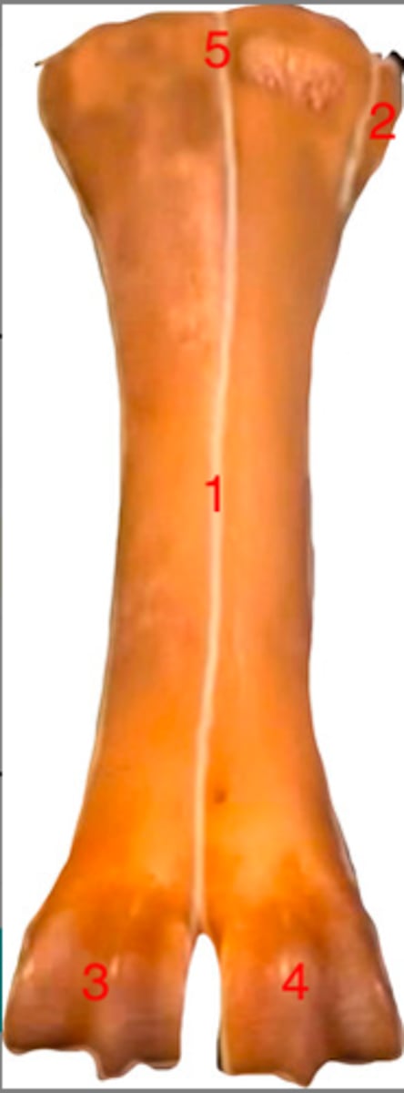 <p>which bone is at 2?</p>