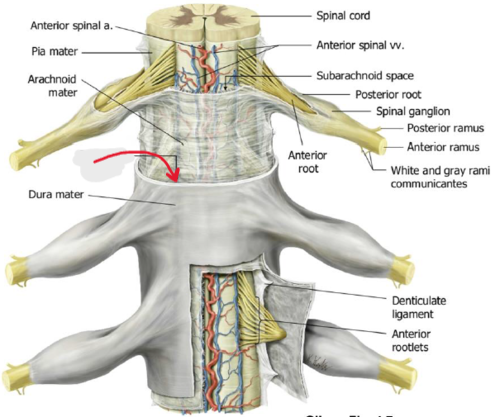 <p>Space. under dura mater</p>