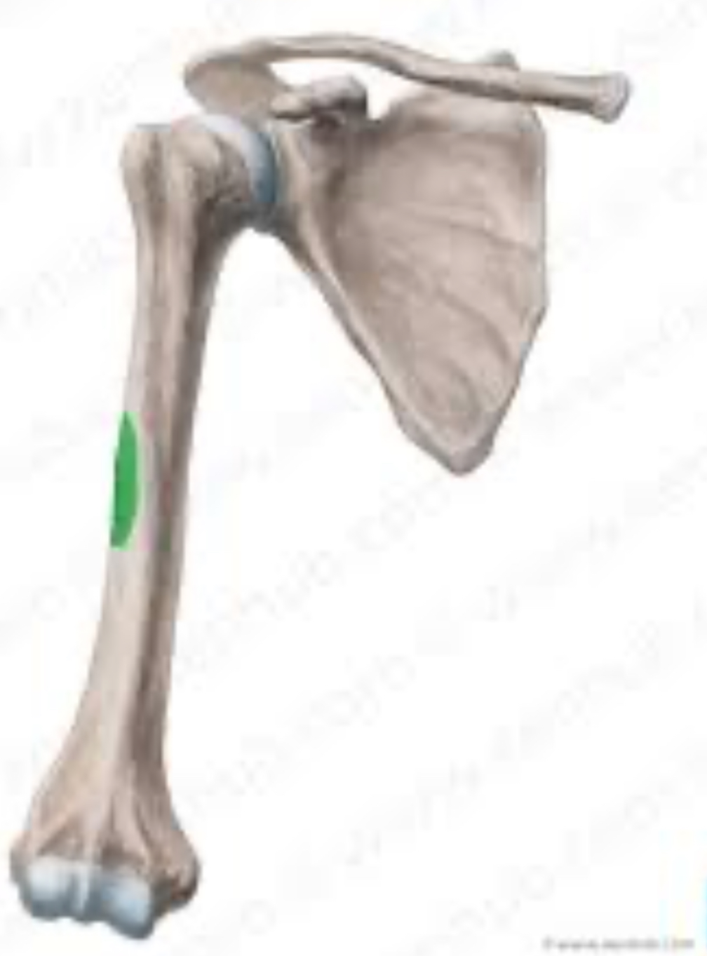 <p>Which muscle abducts the shoulder and inserts on the deltoid tuberosity?</p>