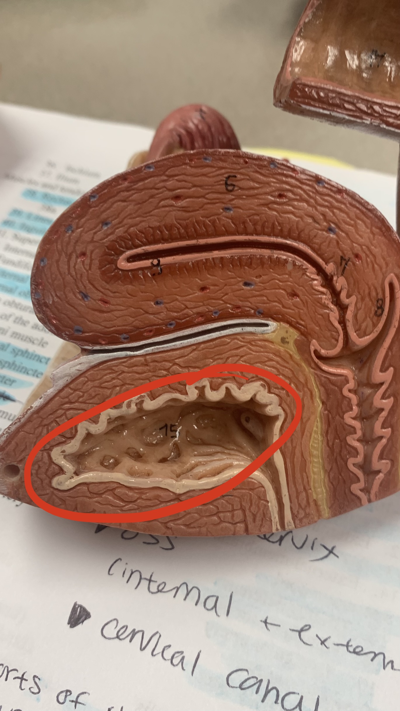 knowt flashcard image