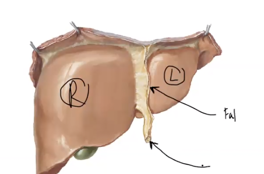 <p>what is indicated by the unlabeled arrow?</p>